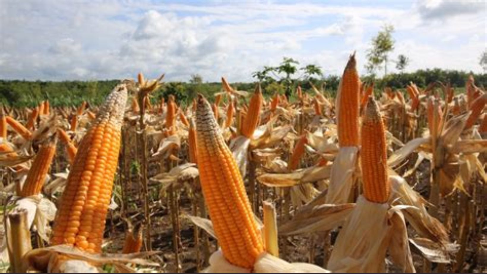 Produksi Jagung Nasional Mulai Menguat, BPS Catat Kenaikan Hampir 20 Persen pada Mei 2026